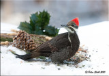 Pileated-woodpecker.jpg