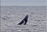 humpback .jpg