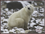 Polar bear .jpg