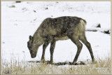 Woodland Caribou.jpg