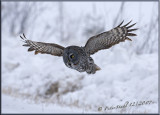 great grey in flight 5.jpg