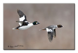 GOLDENEYE MALE FEMALE.jpg