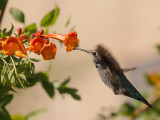 Hummingbird 10_19_07.jpg