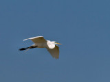 Egret Flight 01 Cropped.jpg