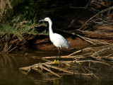 Egret 01.jpg