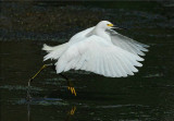 Photo-of-the-Day - (Birds  Category) - 11-17-2007