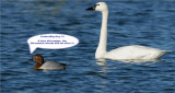 Tundra Swan and Canvasback
