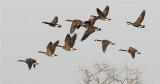 Canada Geese