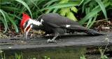 Pileated Woodpecker 59