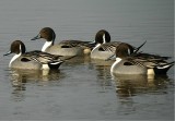 Northern Pintails (Males)
