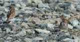 Savannah Sparrow (Passerculus sandwichensis)