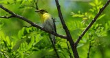 Vireo, Yellow-throated (Vireo flavifrons)