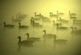 Canada Geese