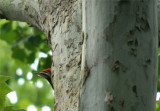 Pileated Woodpecker 51.JPG