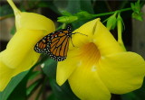 Monarch (Danaus plexippus)