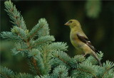 American Goldfinch