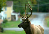 Bull Elk