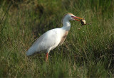 Cattle Egret (Bubulcus ibis)