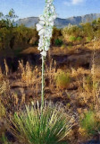 Yucca in blooms by Colorado  hiwy 115 .jpg