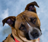 Diesel-2008-04-26.jpg