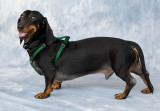Ebony-2008-05-03-2.jpg