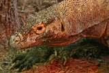 Komodo Dragon