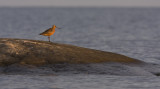 Bar-tailed godwit (limosa lapponica)