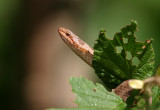 Hasselsnok (Coronella austriaca)