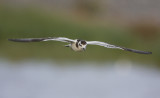 Little gull (Larus minutus)