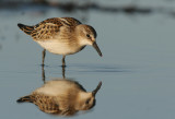 Little stint (Calidris minuta)