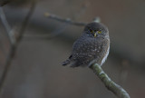 Pygmy Owl( Glaucidium passerinum)