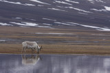 Svalbard Reindeer