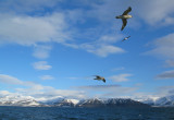 Svalbard wildlife