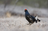 Black Grouse (Tetrao tetrix)