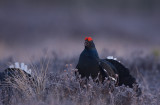 Black Grouse (Tetrao tetrix)