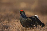 Black Grouse (Tetrao tetrix)