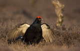 Black Grouse (Tetrao tetrix)