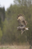 Great Grey Owl (Strix nebulosa)