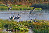 Sandhill Cranes of Lodi CA.jpg