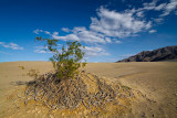 Survival on the Sand Dunes.jpg