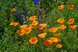 Poppies Blue Bells Lupins.jpg