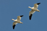 Snow Geese in Flight_204.jpg