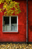 Red wall, leaves and window
