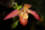 Rain Forest Exotics