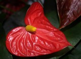 Rain Forest Exotics