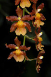 Rain Forest Exotics