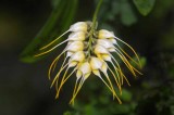 Rain Forest Exotics