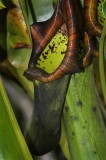Rain Forest Exotics
