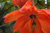 Flowers from Beyond the Backyard