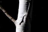 Wyoming Aspen